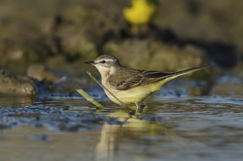 Western Yellow Wagtail (Motacilla flava) female, Schleswig-Holstein, Germany