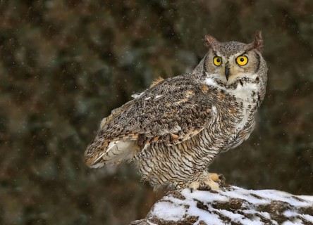 Great Horned Owl (Bubo virginianus), Saskatchewan, Canada
