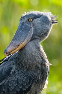 Shoebill (Balaeniceps rex), juvenile, animal portrait, swamps of Mabamba, Lake Victoria, Uganda