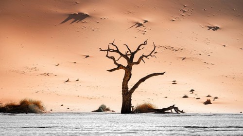 Dead camel thorn trees (Vachellia erioloba), red sand dunes, white salt pan, Dead Vlei, Sossusvlei,