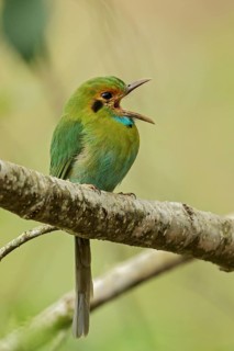 Blue-throated Motmot (Aspatha gularis) perched on a branch in Guatemala in Central America