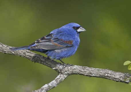 Blue Grosbeak (Passerina caerulea) male, Ohio, USA