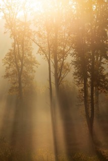 Sunrise with morning fog in the deciduous forest, Gmünd, Waldviertel, Lower Austria, Austria