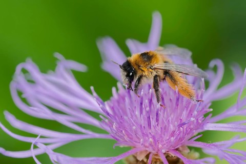 Brown-rumped trouser bee (Dasypoda hirtipes) on knapweed flower, Lower Saxony, Germany