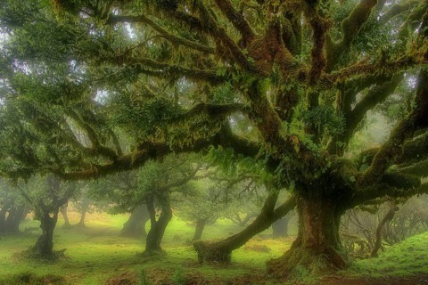 Europe, Portugal, Madeira, laurel forest, laurel trees, Fanal, Madeira, Portugal