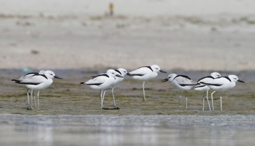 Crab-plover (Dromas ardeola), Oman
