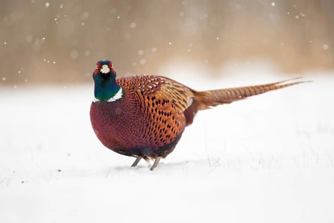 Common Pheasant (Phasianus colchicus) male on snowy ground, Poland