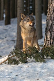 Portrait of one male eurasian gray wolf (Canis lupus lupus) standing between trees in a snowy