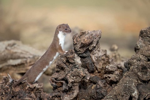 Common Weasel (Mustela nivalis) close-up on tree trunk, Castile-La Mancha, Spain