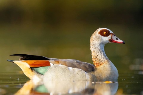 Egyptian Goose (Alopochen aegyptiaca), North Rhine-Westphalia, Germany