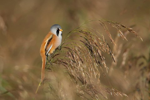 Bearded tit or reedling (Panurus biarmicus) adult male bird on a Common reed seedhead, RSPB