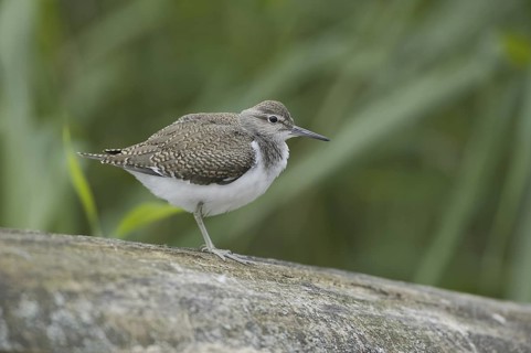 Common Sandpiper (Actitis hypoleucos), Saxony, Germany