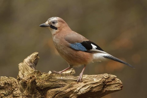 Eurasian Jay (Garrulus glandarius), Utrecht, Netherlands
