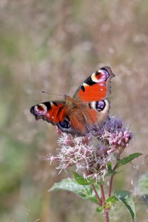 European peacock (Aglais io), on common water aster (Asteraceae), Wilnsdorf, North