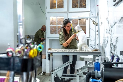Female groomer trimming a small white dog on an adjustable table in a bright modern pet salon,