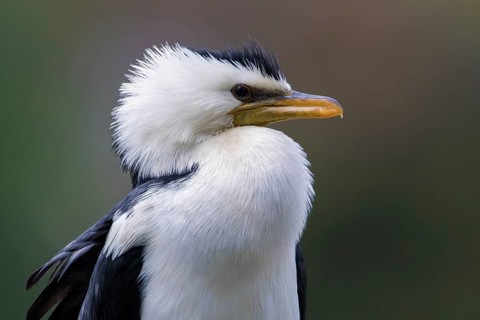 Little Pied Cormorant (Microcarbo melanoleucos), Victoria, Australia