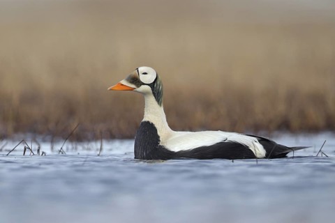 Spectacled Eider (Somateria fischeri) male, Alaska, USA