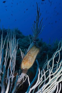 Large spotted catshark (egg capsule) (Scyliorhinus stellaris)