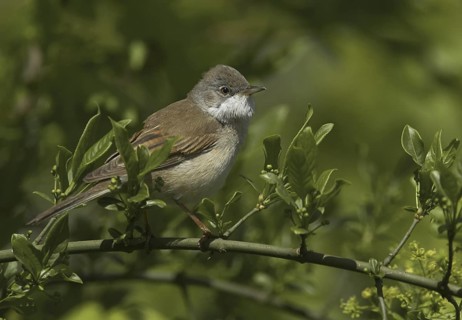Common Whitethroat (Sylvia communis) male, Mecklenburg-Western Pomerania, Germany