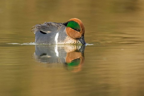 Green-winged Teal (Anas carolinensis) male, Arizona, USA