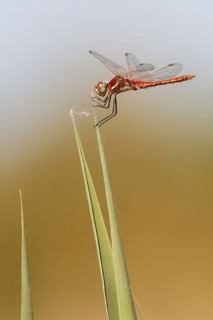 Red-veined darter (Sympetrum fonscolombii), perched on marsh grass, Galicia, Spain