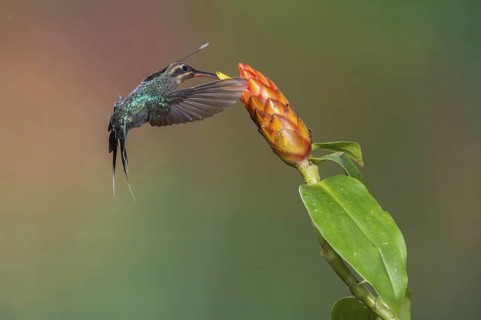 Green Hermit (Phaethornis guy), Costa Rica