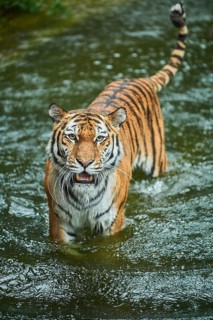 Siberian tiger (Panthera tigris altaica) in the water, rainy, cat, captive, Germany