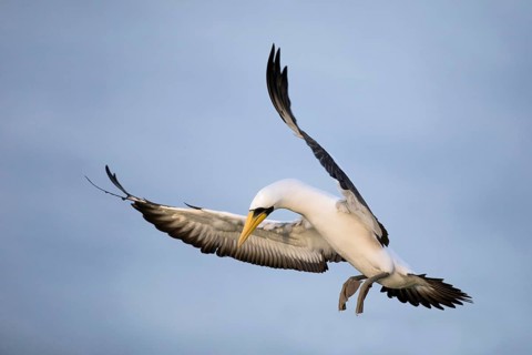 Masked Booby (Sula dactylatra tasmani) flying, Norfolk Island