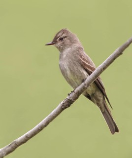 Western Wood Pewee (Contopus sordidulus), Saskatchewan, Canada
