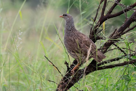 Natal Francolin (Pternistis natalensis), adult, perch, alert, Pilanesberg National Park, North West