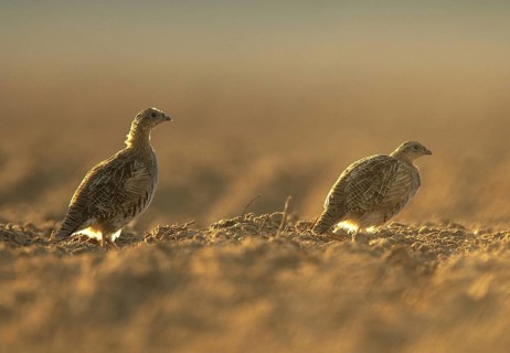 Grey Partridge (Perdix perdix), Mecklenburg-Western Pomerania, Germany