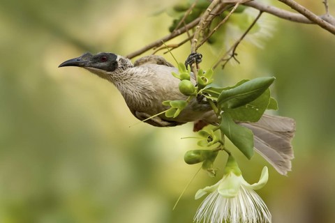 Silver-crowned Friarbird (Philemon argenticeps), Western Australia, Australia
