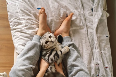 A charming Scottish Fold cat relaxes comfortably on a person's lap. The cozy scene captures the
