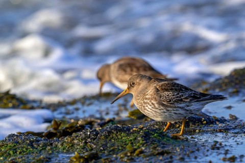 Two purple sandpipers (Calidris maritima) in non-breeding plumage foraging among rocks on rocky