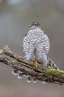 Eurasian Sparrowhawk (Accipiter nisus) female perched on a branch, Saxony-Anhalt, Germany