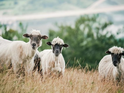 Serene image of three sheep on a grassy hill overlooking a misty lake. Captures the peaceful beauty