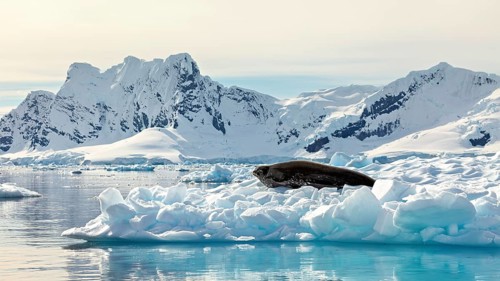A seal resting on ice in a snowy, mountainous and cold Arctic landscape, Weddell seal
