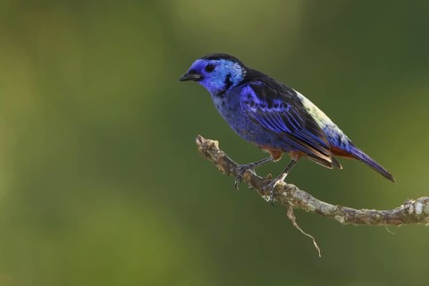 Opal-rumped Tanager (Tangara velia) perched on a branch in Ecuador, South America