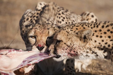Cheetah (Acinonyx jubatus) two females feeding on kill, Castile-La Mancha, Spain
