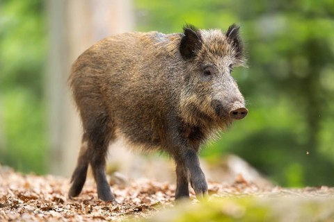 Wild boar (Sus scrofa) walking in a forest, Bavaria, Germany
