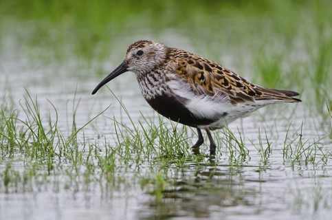 Dunlin (Calidris alpina), Schleswig-Holstein, Germany