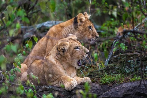 Lion (Panthera leo) juvenile, South Africa