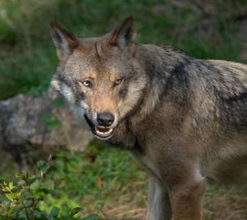 Wolf (Canis lupus) portrait, captive, Bavarian Forest National Park, Bavaria, Germany