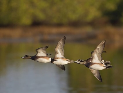 American Wigeon (Mareca americana) male flying, Florida, USA