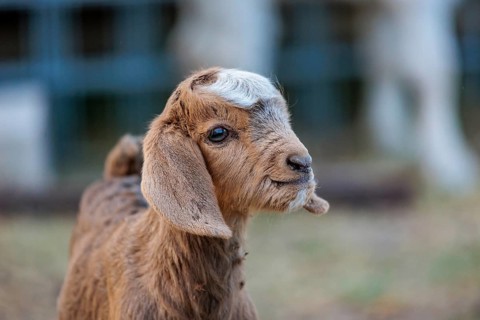 Newborn domesticated goat livestock raised for meat producion on a ranch in Sonora, Texas, USA