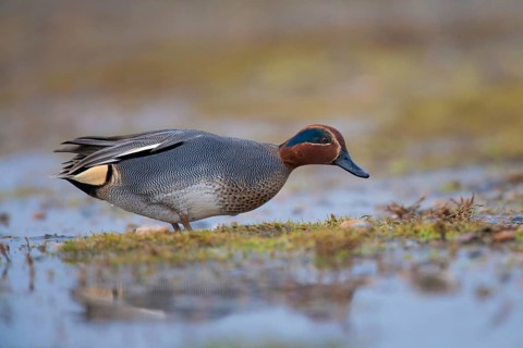 Common teal (Anas crecca) duck adult male bird on a flooded meadow, Norfolk, England, United