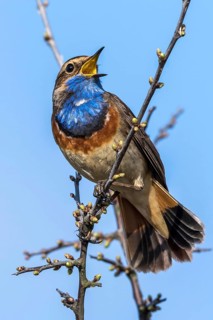 Bluethroat (Luscinia svecica cyanecula) male singing from branch, Mecklenburg-Western Pomerania,