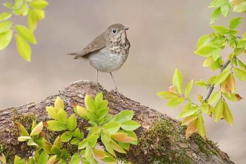 Grey-cheeked Thrush (Catharus minimus) perched on a log, Texas, USA