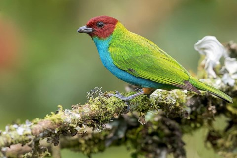 Bay-headed Tanager (Tangara gyrola) perched on a branch in Colombia, South America