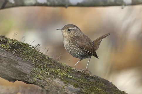 Winter Wren (Troglodytes hiemalis), Ohio, USA
